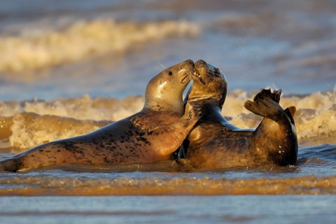 Grey Seal