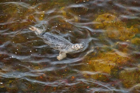 Grey seal