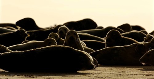 Grey Seal