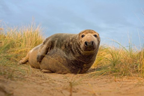 Grey Seal