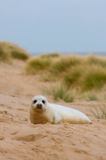 Grey Seal