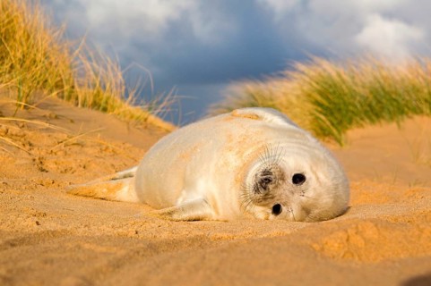 Grey Seal