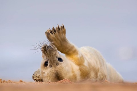 Grey seal