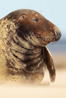 Grey Seal