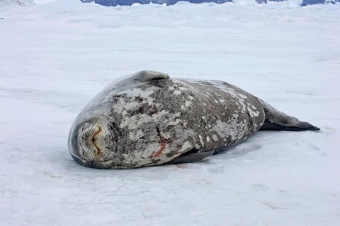 Weddell seal