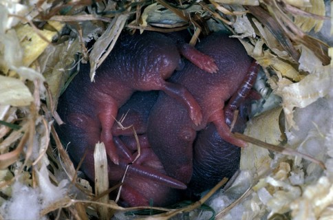 Common shrew