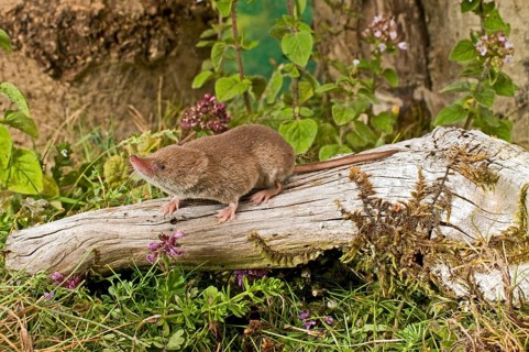 Common shrew