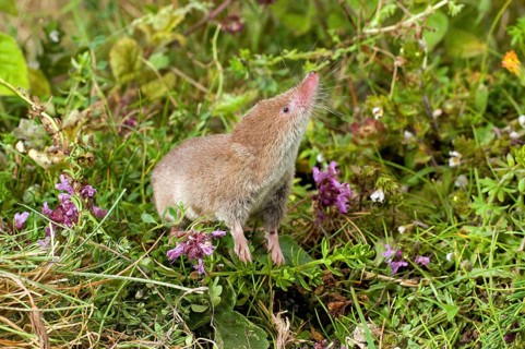 Common shrew