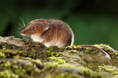 Common Shrew