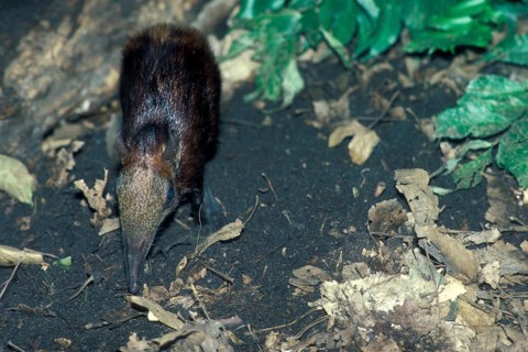 Checkered elephant shrew