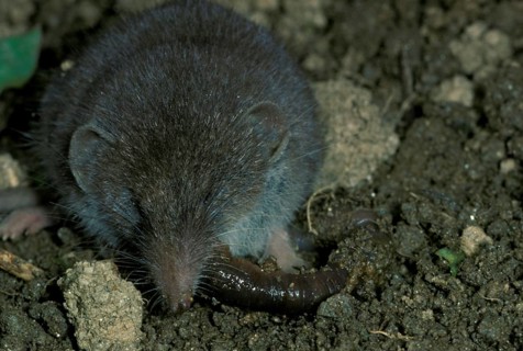Greater white-toothed shrew