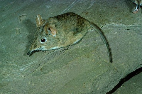 North African Elephant-shrew