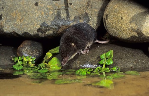 Eurasian water shrew