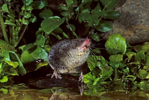 Eurasian water shrew