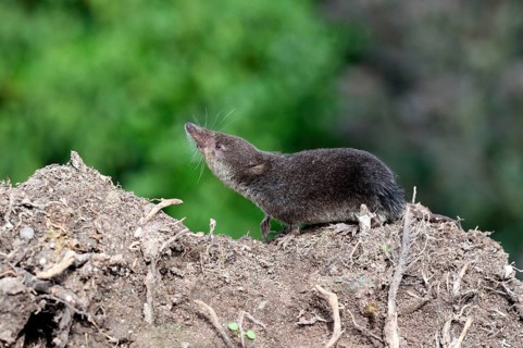 Eurasian Water Shrew