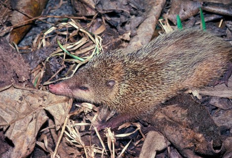 Tailless tenrec