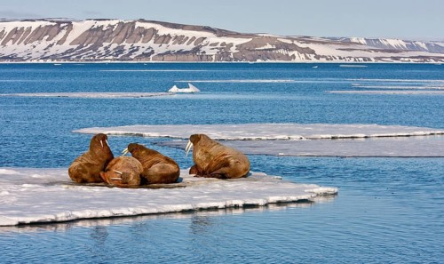 Atlantic Walrus