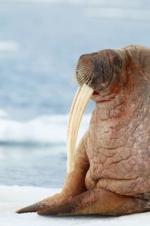 Atlantic walrus