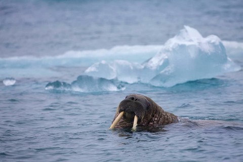 Atlantic walrus