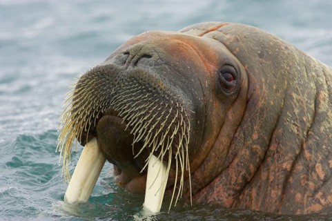 Atlantic walrus