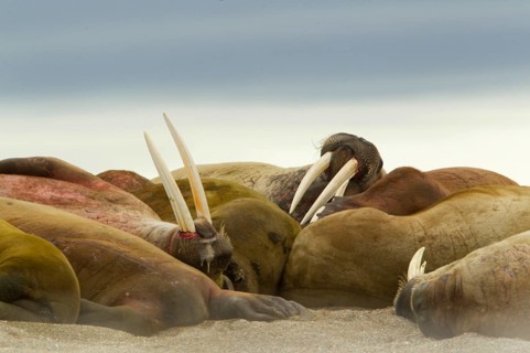 Atlantic Walrus