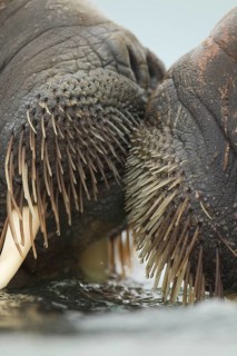 Atlantic Walrus