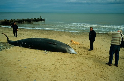 Cuvier's beaked whale