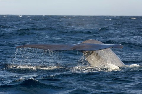 Blue whale