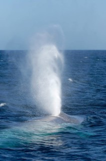 Blue whale