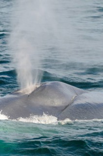 Blue whale