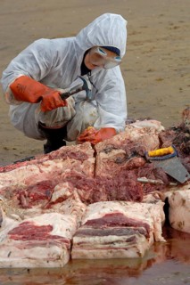 Washed up dead fin whale