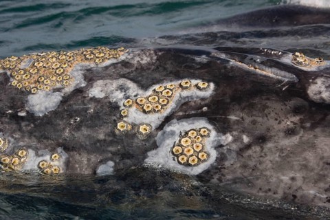 Eschrichtius gibbosus