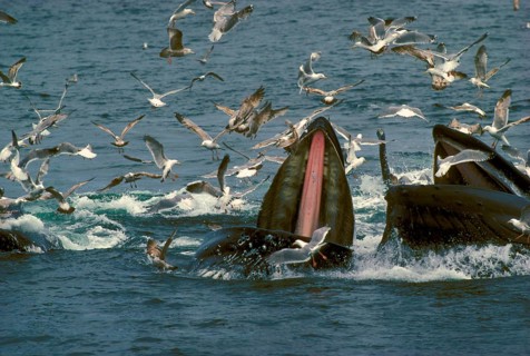 Whale