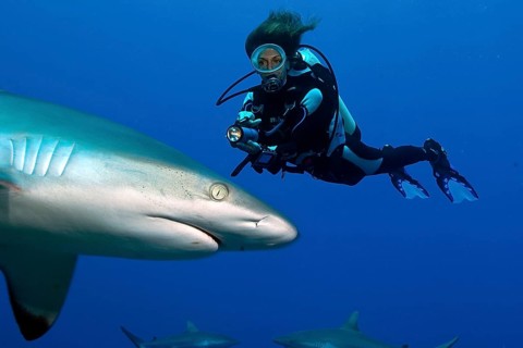 Grey reef shark