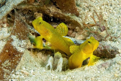 Yellow prawn-goby