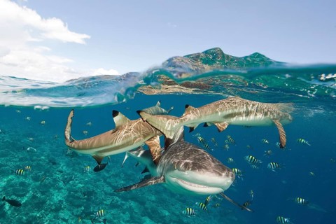 Grey reef shark
