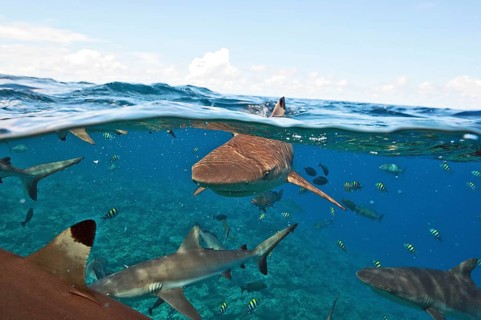 Grey reef shark