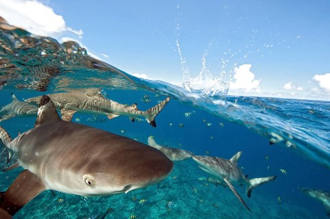 Grey reef shark