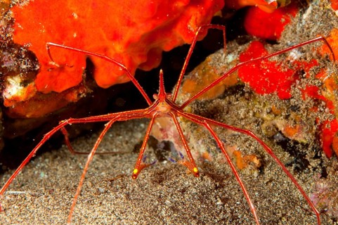 Yellowline arrow crab