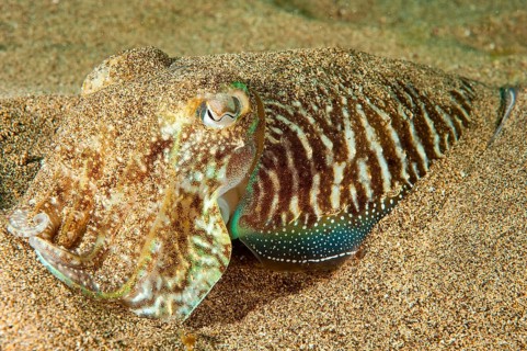 Common cuttlefish