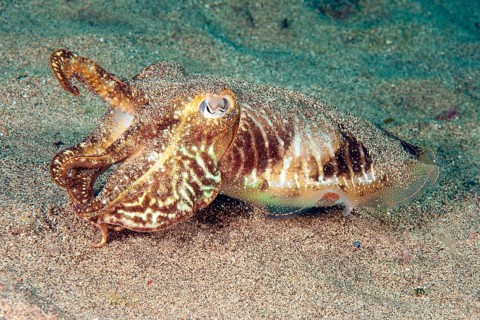 Common cuttlefish