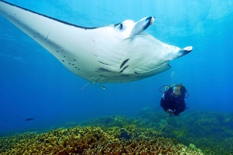 Manta