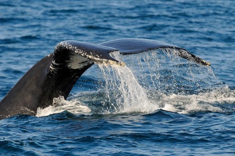 Humpback whale