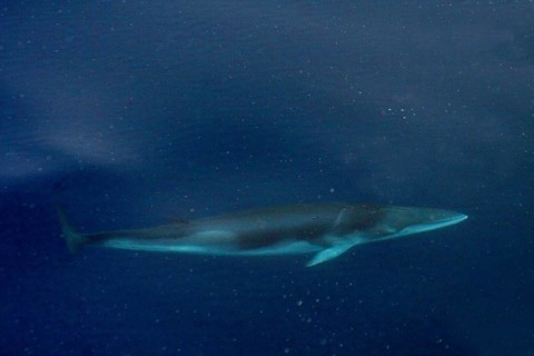Rorqual