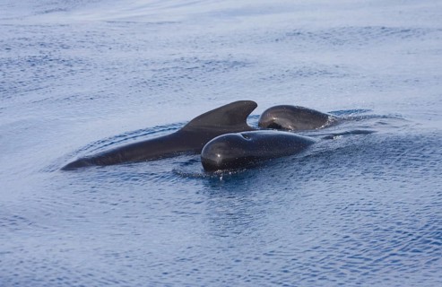 Long-finned long-finned pilot whale