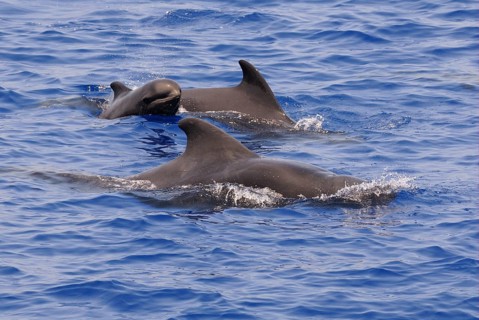 Short-finned Pilot Whale