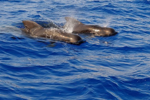 Short-finned Pilot Whale