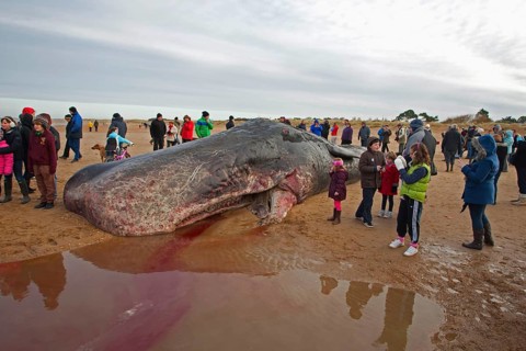 Sperm whale