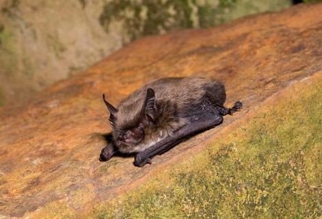 Myotis brandti