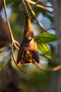 Gambian epauletted fruit bats